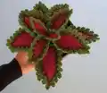 Watermelon Coleus Crochet Plant Pattern step 3 - details and accessories
