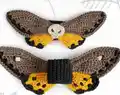 Death's Head Hawk Moth Amigurumi Pattern step 2 - assembly progress