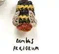 Crochet Bumblebees Amigurumi Pattern step 3 - details and accessories