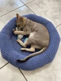 Easy Doughnut Pet Bed Crochet Pattern step 1